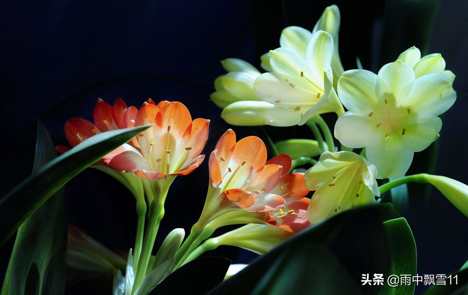 君子兰养法为什么君子兰不开花,君子兰不开花用什么方法才能开花