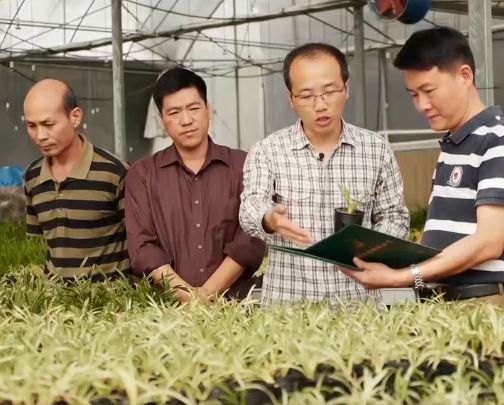 农村乡下种植的兰花,农业种植致富项目兰花