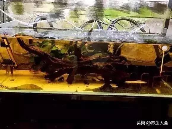 养鱼大神都养什么鱼,鱼缸养鱼都有哪些鱼