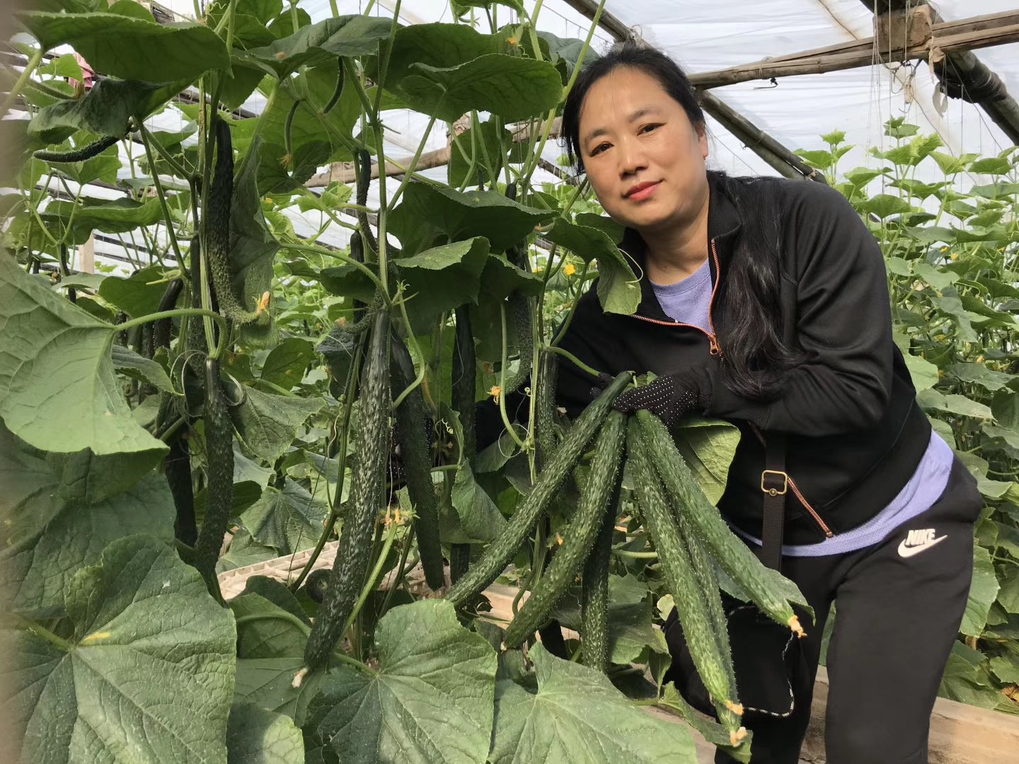 农村种的最好的黄瓜,6月份种植黄瓜苗