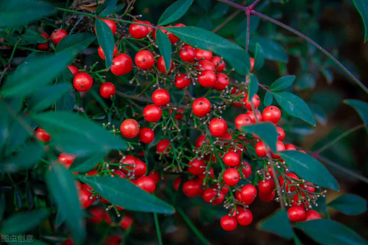 盆栽观果植物有哪些,观果植物具备哪些特征