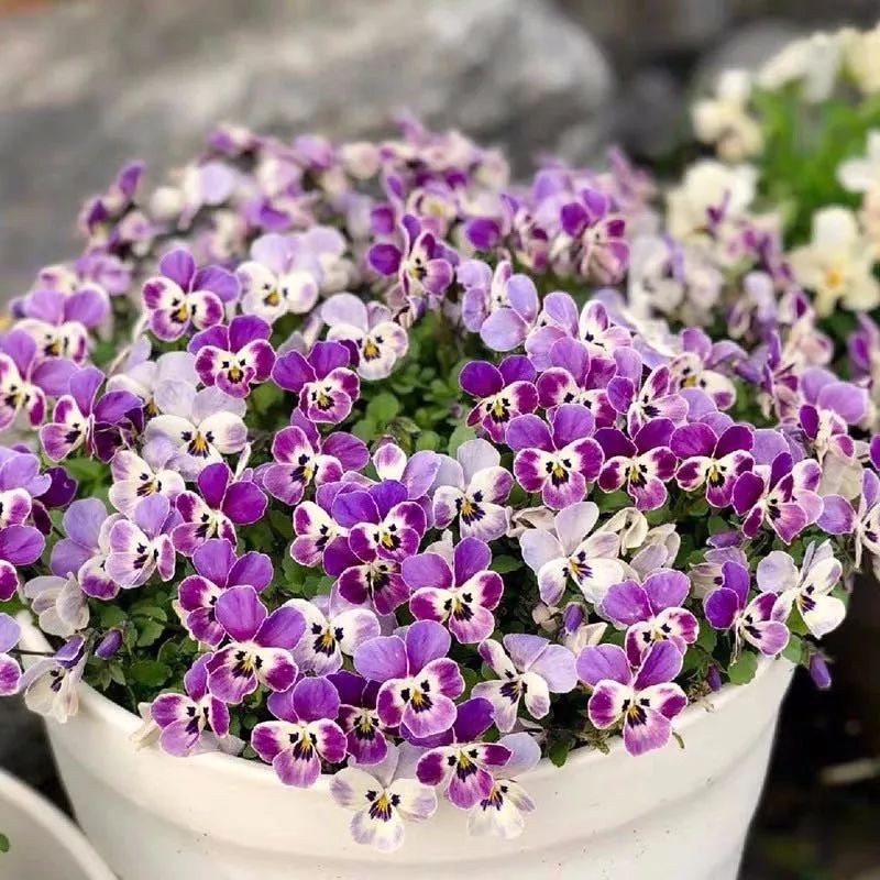 哪些花是开花机器,开花最香最好看繁殖能力还强的花