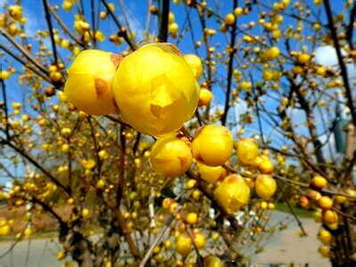腊梅迎春绽放满园幽香扑鼻,腊梅花香清香扑鼻