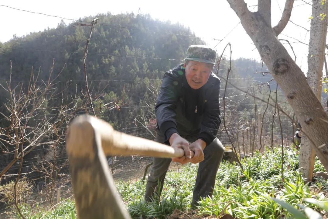 不减产不减量！疫情下，家庭农场主们这样忙活“生意经”