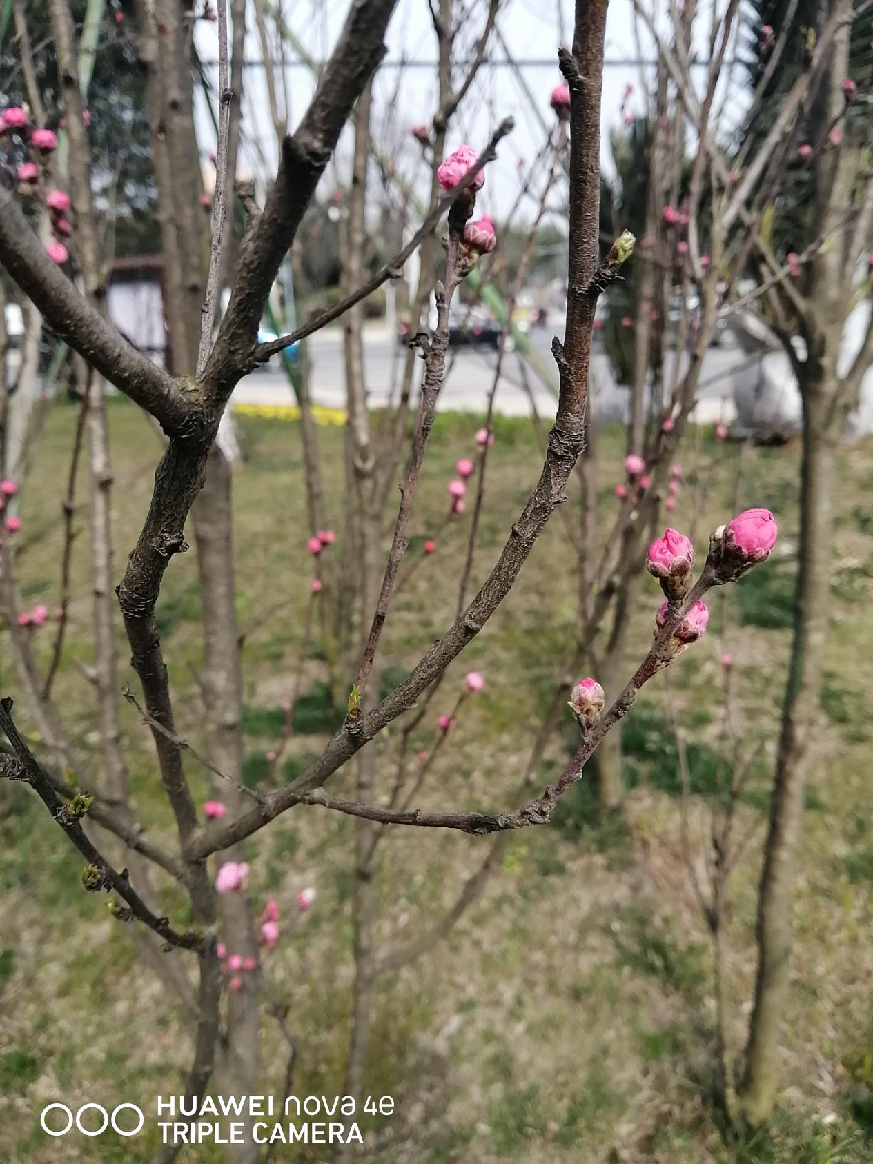 华为nova4后摄4800万,华为nova4e自拍体验