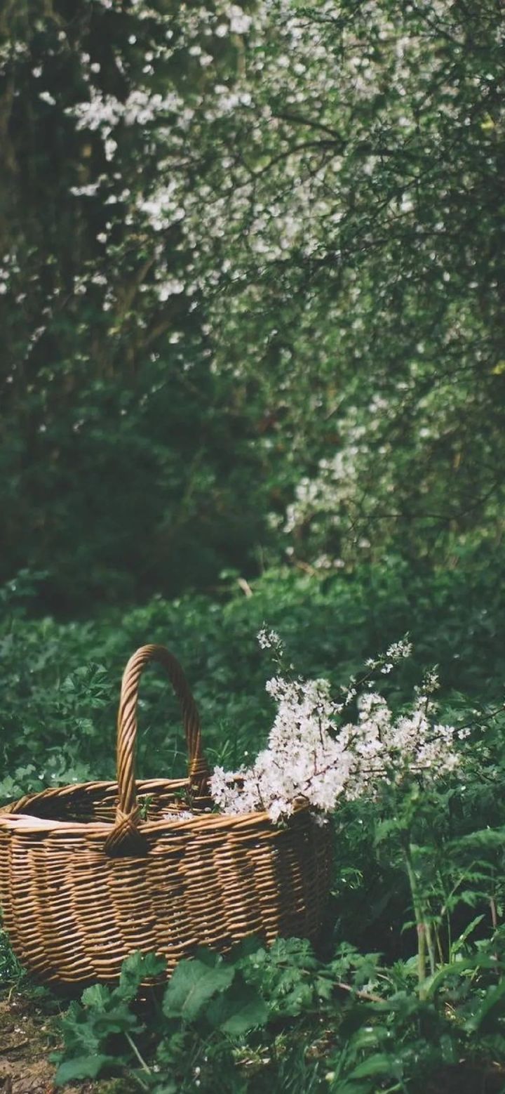 你最舍不得换的壁纸,朋友圈背景图插画