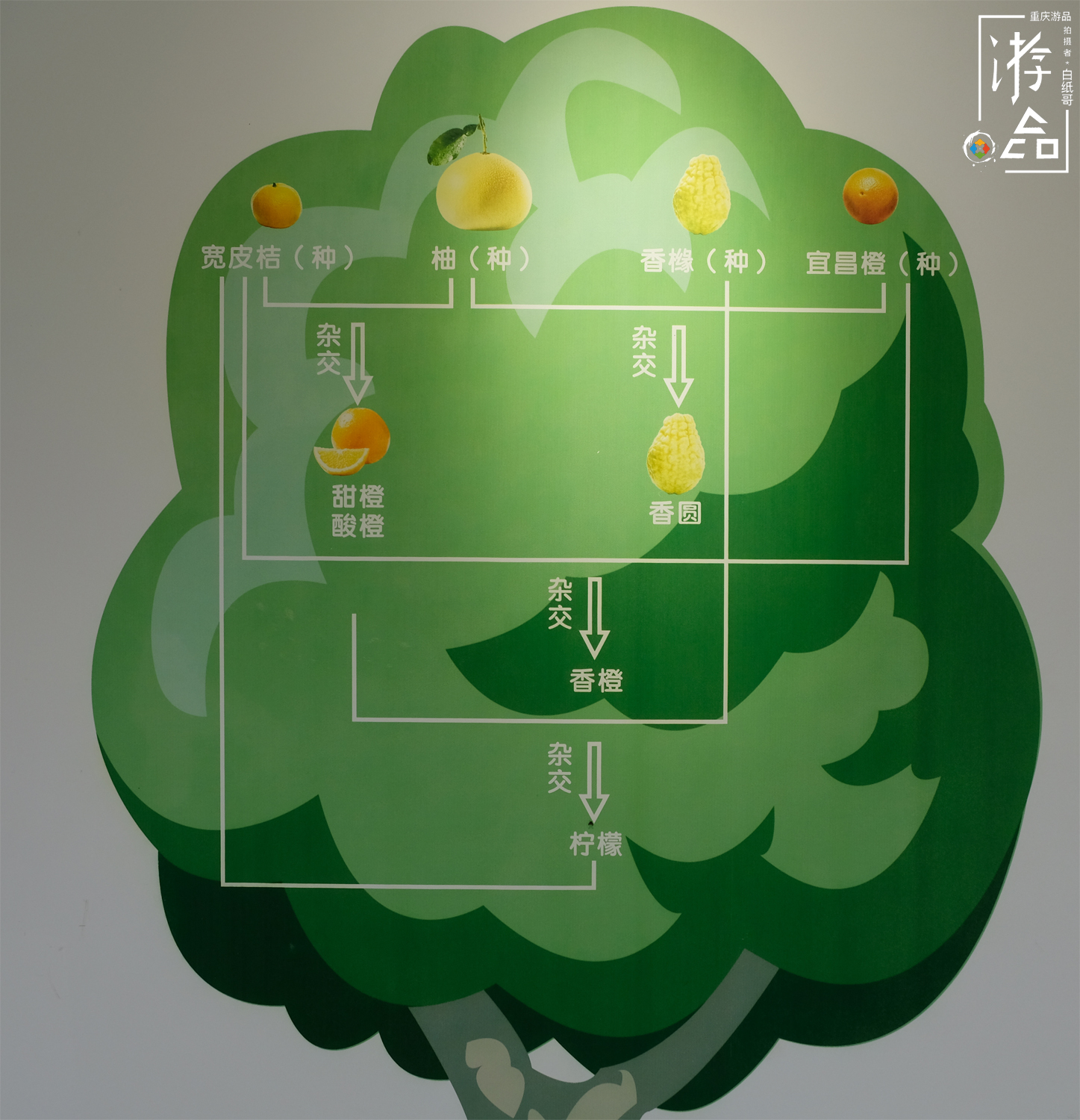 柑橘一共有多少种？很难数清，但三峡橘乡重庆忠县能告诉你答案