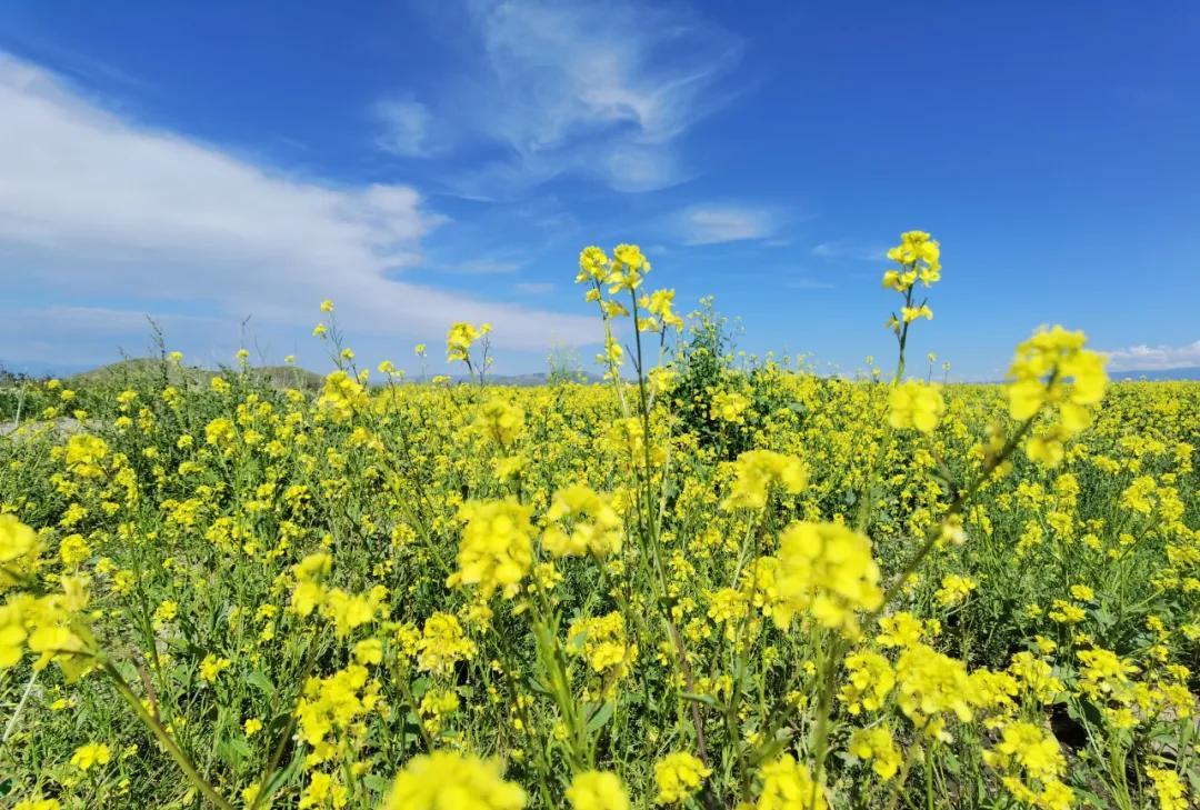 伊犁最美的50处绝色美景,伊犁最美的小众景点