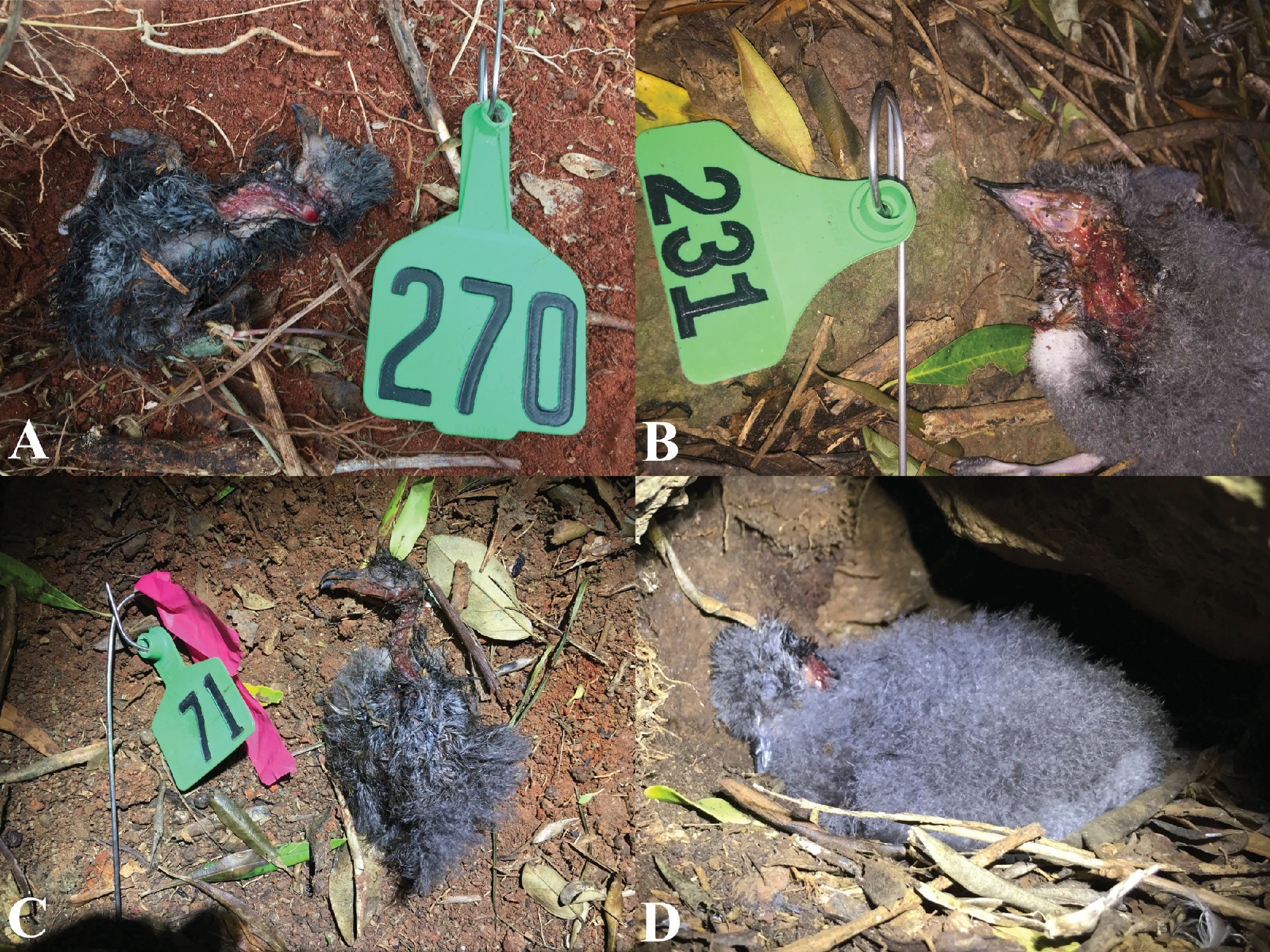 菲利普岛巨型蜈蚣吃海鸟,长达15厘米的蜈蚣和巨型蜈蚣