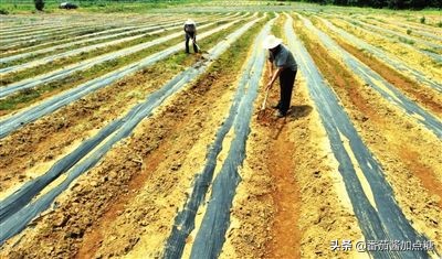 野生菝葜金刚刺,菝葜种植