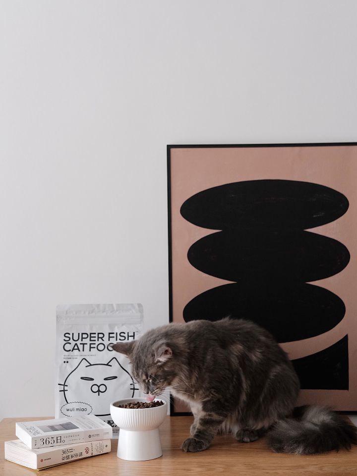 如何治愈猫咪尿床,怎么治猫咪尿床