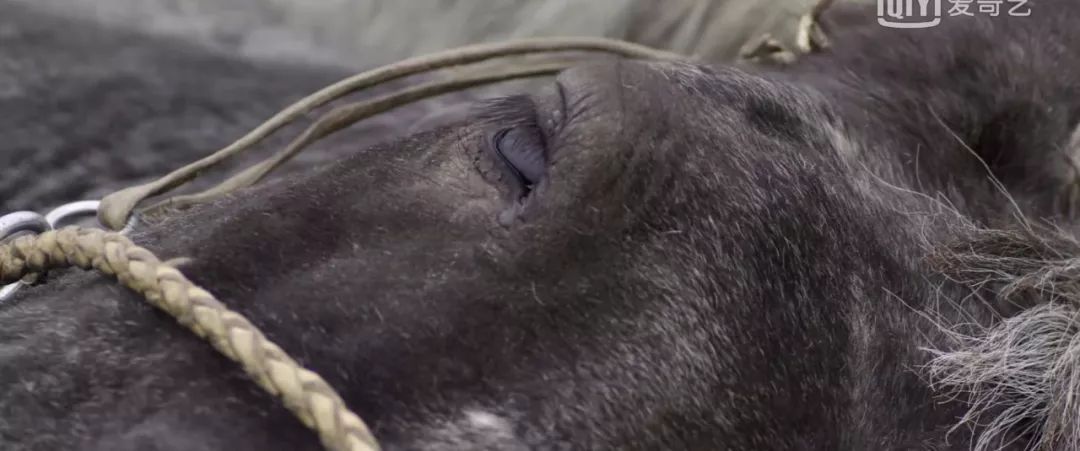 天山脚下纪录片,天山脚下纪录片完整版