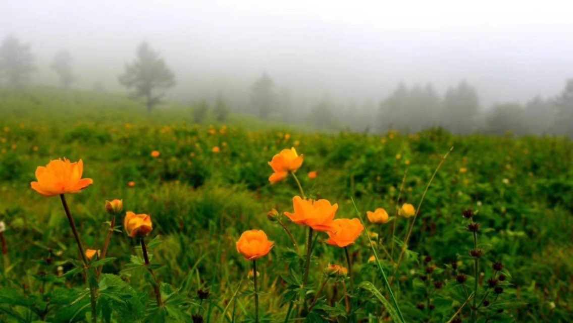 驼梁七月草原美，金莲妖娆入画里/郝贵云