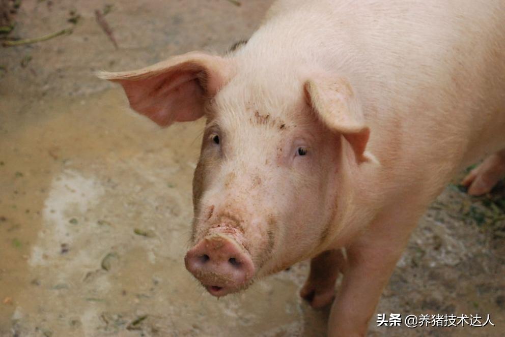 母猪总是流产怎么回事,母猪产仔前吃食少怎回事