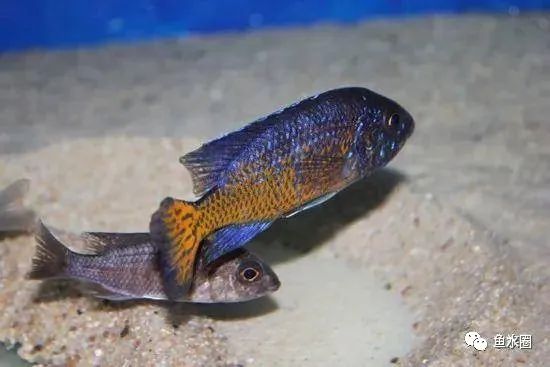 三湖慈鲷马鲷孔雀鱼多久发色,三湖慈鲷鱼之马鲷鱼