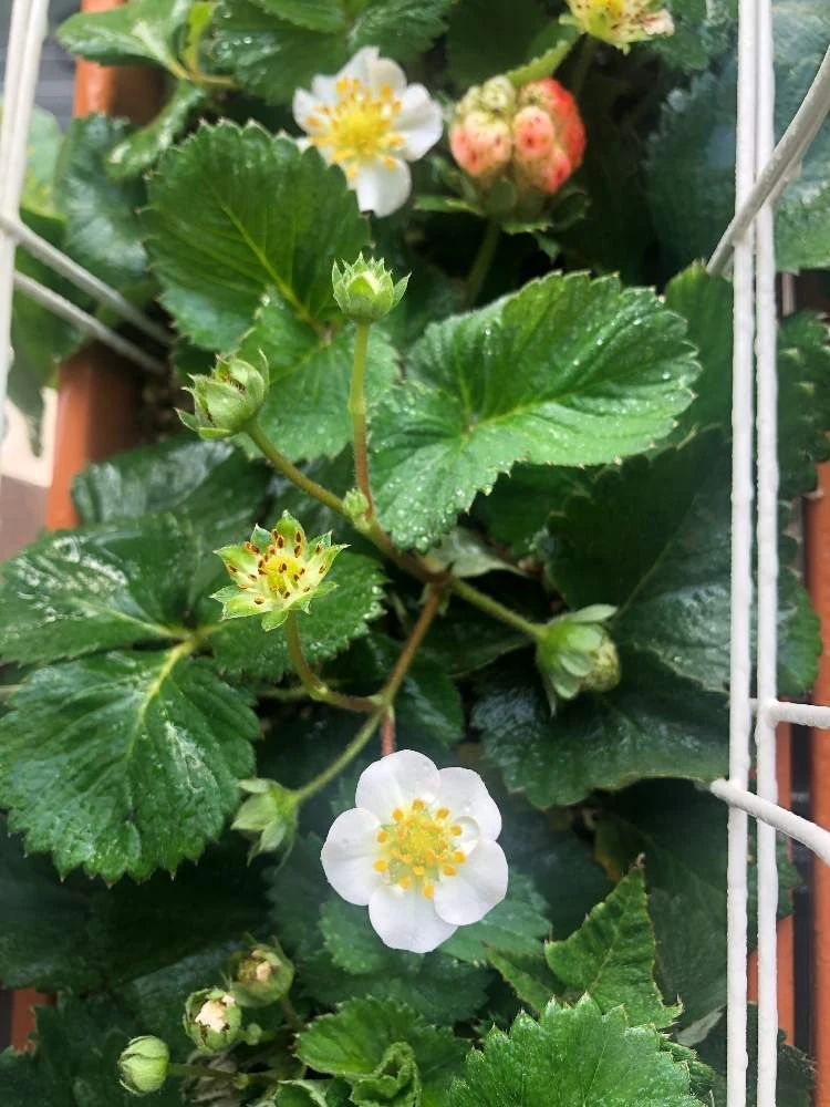 想要冬春时节有草莓吃，阳台种几盆，选好品种是成功的第一步