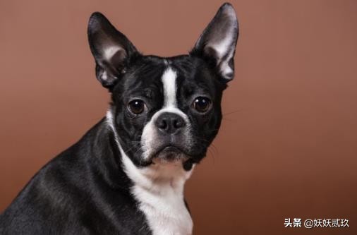 金毛寻回犬世界犬类智商排名第四,短毛小型犬最聪明的狗狗排行榜