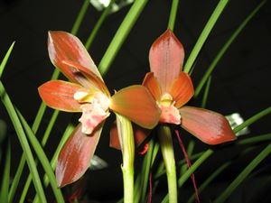 哪个品种兰花开花多又好看又好养,四季开花的红色兰花有哪些品种