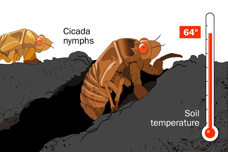 寻蝉记——“蝉”之人文意象与自然习性