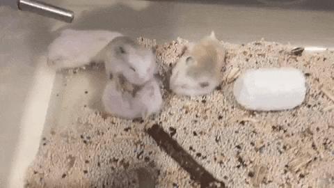 仓鼠宝宝脾气很不好，为了获得主人宠幸，鼠鼠之间闹矛盾了