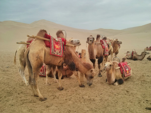 青甘大环线几月份去比较好,甘青大环线旅游跟团游旅行社报价