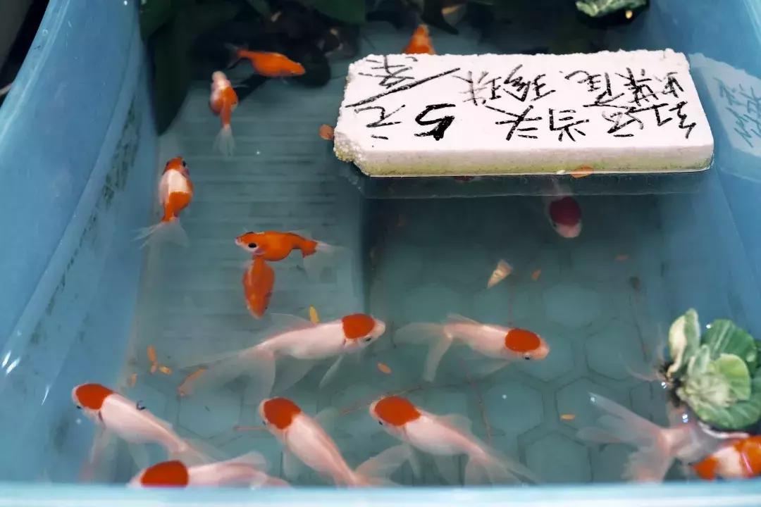 在福田区下梅林生活体验好吗,下梅林晚上适合去的地方