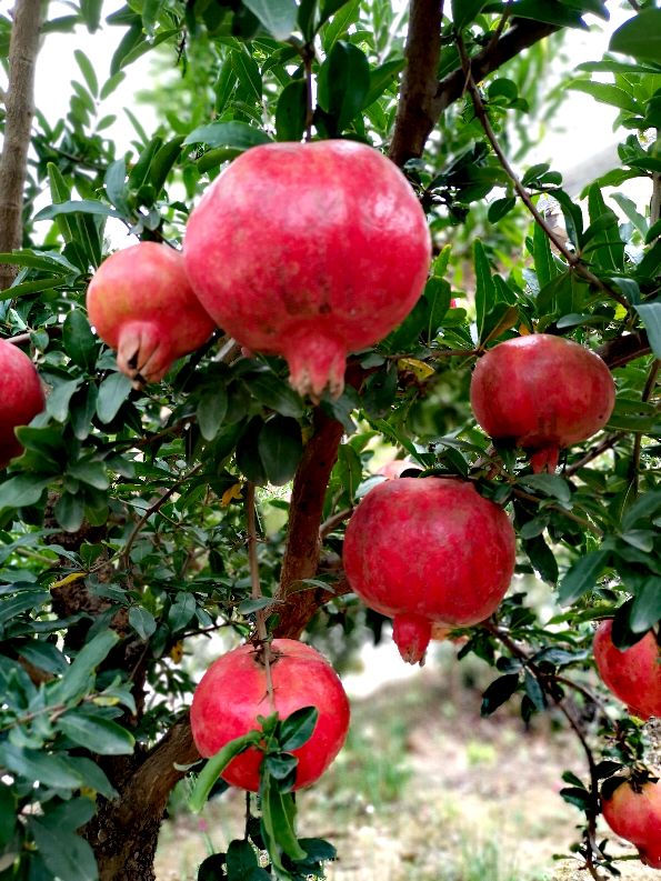 又柔软又好吃的石榴,甘甜多汁的石榴