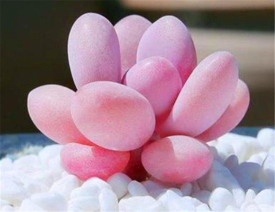 桃蛋叶片干瘪发软怎么办,桃蛋徒长叶片间距大怎么办