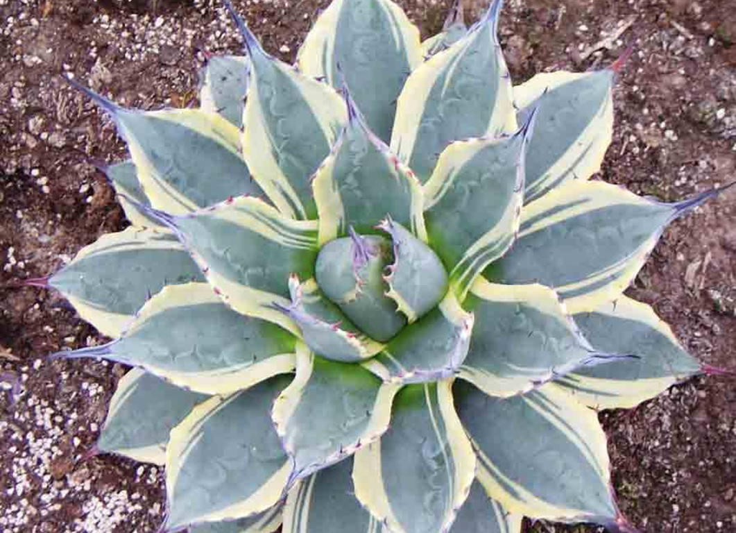 多肉植物龙舌兰养殖方法,龙舌兰多肉植物养殖方法