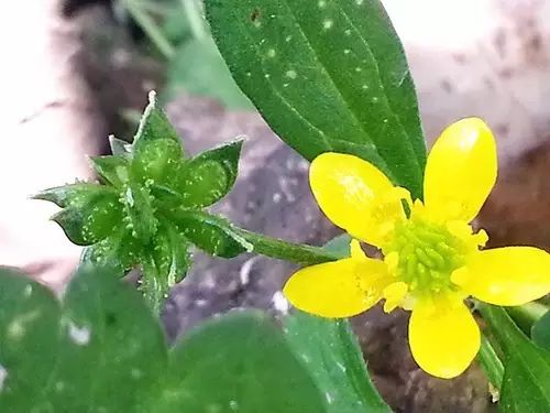 那些常见却叫不上名字的野花野草,常见的野花野草却是农家之宝