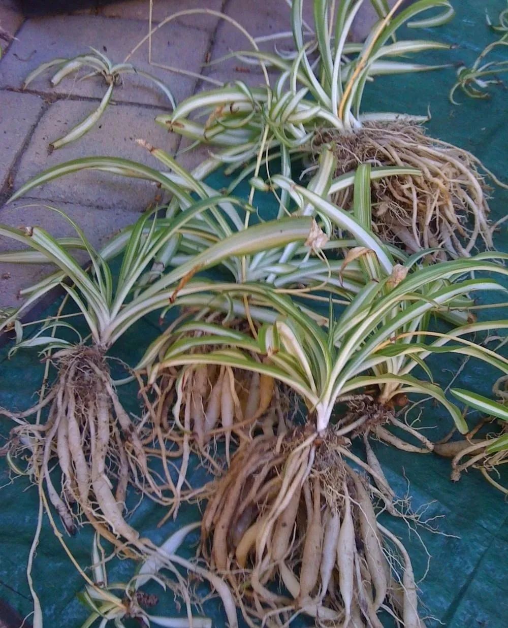 吊兰黄叶原因及补救方法,吊兰叶子发黄怎么处理视频