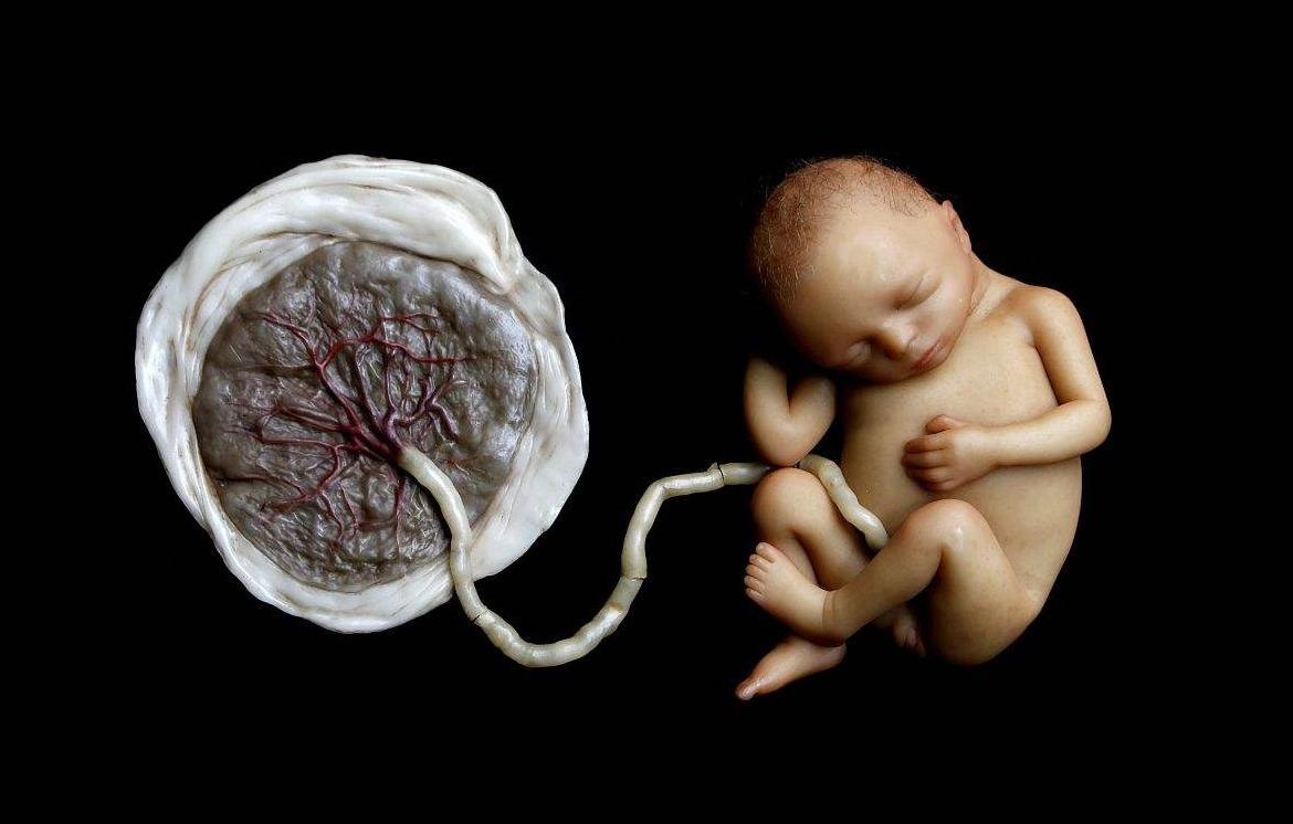 吃胎盘能大补还美容养颜?这块被供上餐桌的“腐肉”,骗了太多人