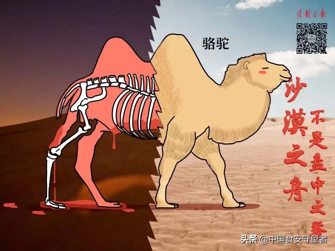 野生动物名录2021,最新三有野生动物名录