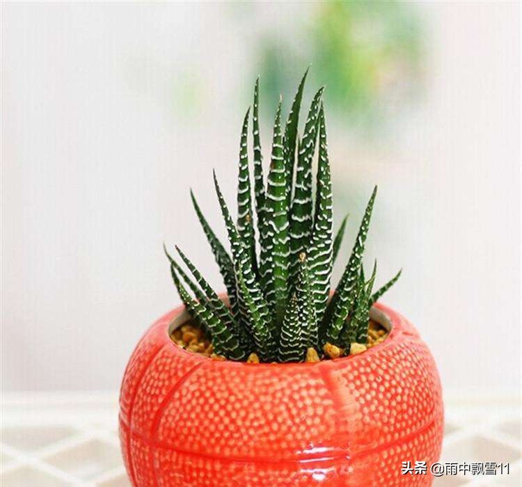 春萌多肉的正确养殖方法,春天叶插多肉