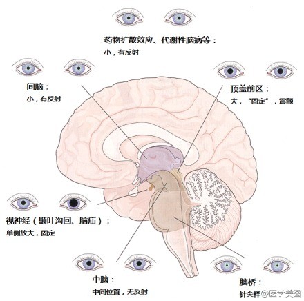 人体神经系统完整解剖图,超全神经系统解剖图近乎完美