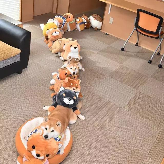 日本博主给两只柴犬买了几十只玩偶，变成大型实物版“连连看”…