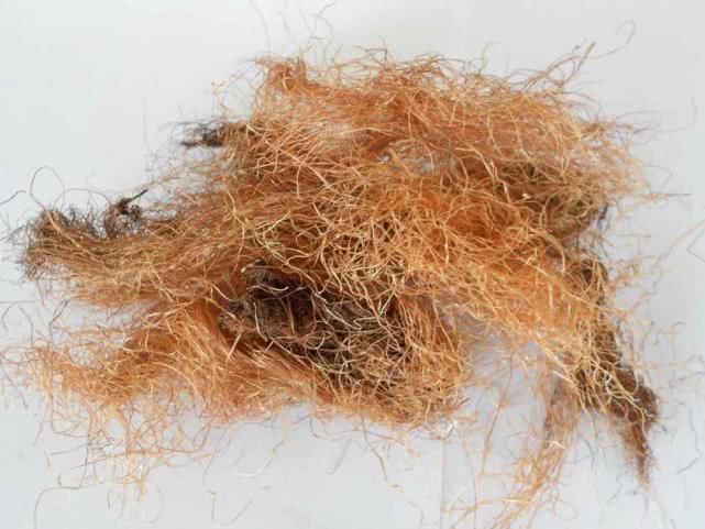 人称“龙须”,国内常当“废物”丢掉,在韩国120元一斤成高档货