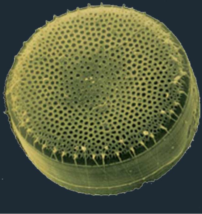 新型材料硅藻泥,硅藻泥科普