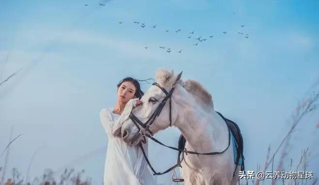 必备的马术知识,马术能不能速成