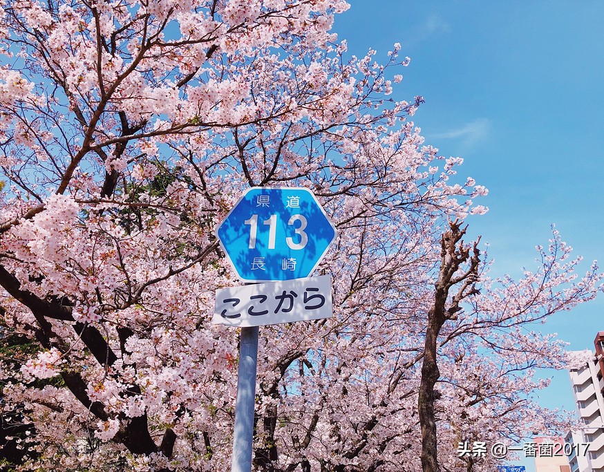 「一番带你看名校」第四十五期:长崎大学