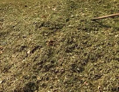 花生秧喂牛羊有什么好处?