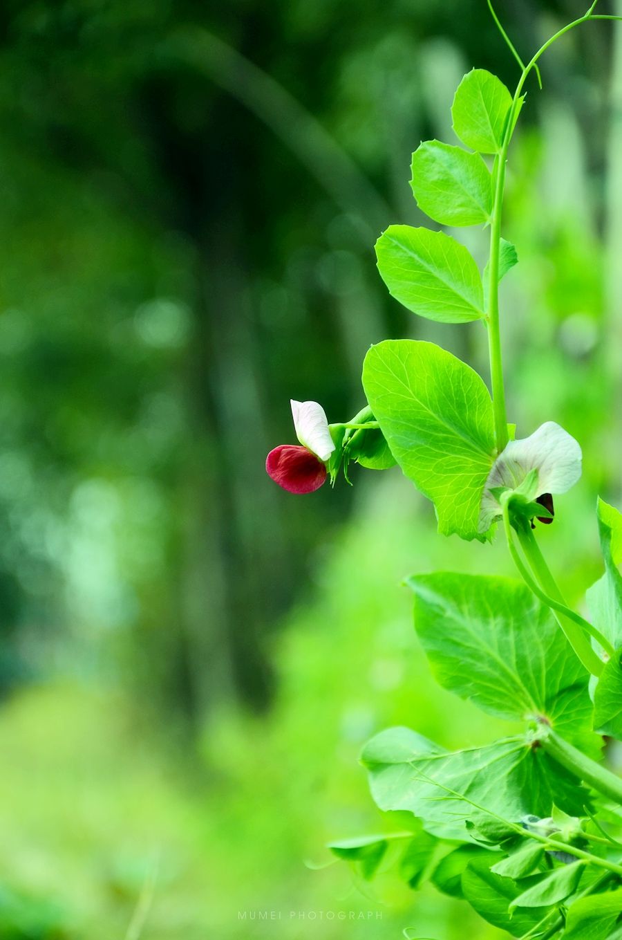 意境最美的古诗词配图,这些诗词一眼就美到窒息