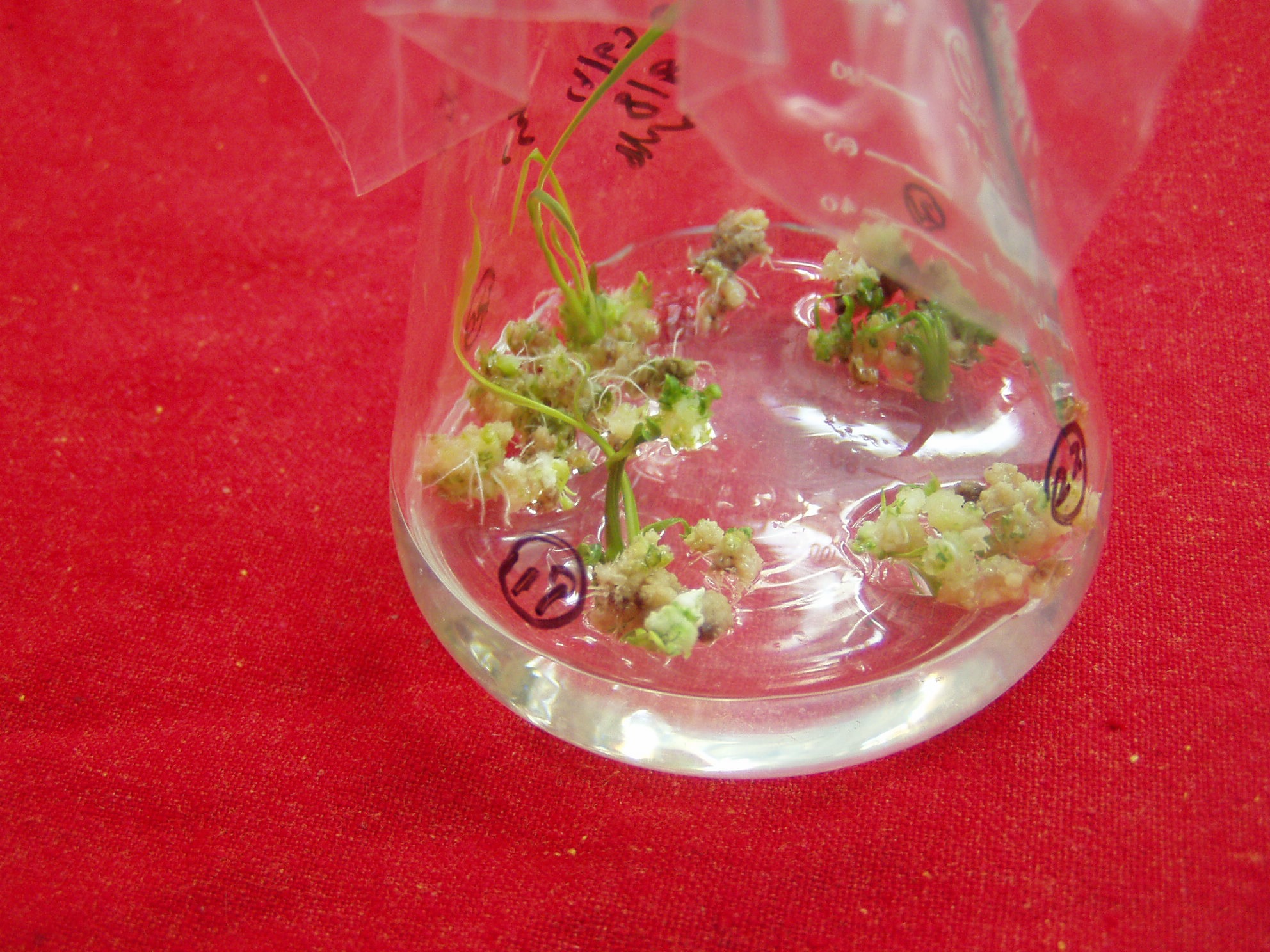 植物转基因有什么是转不出来的,转基因植物的内标准基因有哪些