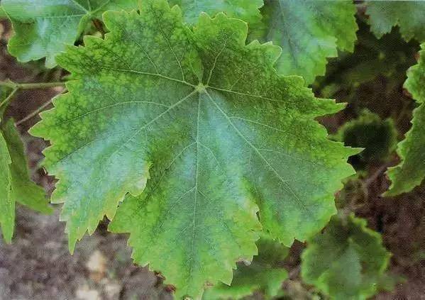 葡萄采摘后叶片快速黄化的办法,葡萄小苗叶片黄化不长怎么回事