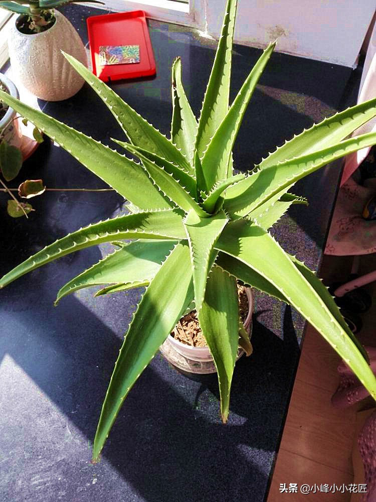 芦荟长太高了可不可以从中间剪断,芦荟长得太高了从中间截断移栽