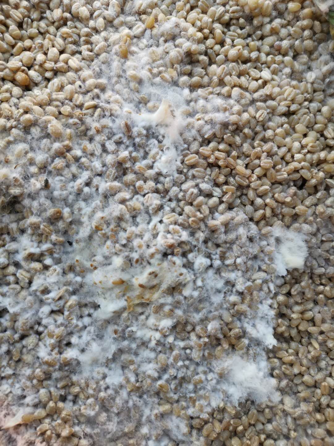 自制麦酱全过程视频,自制麦汁