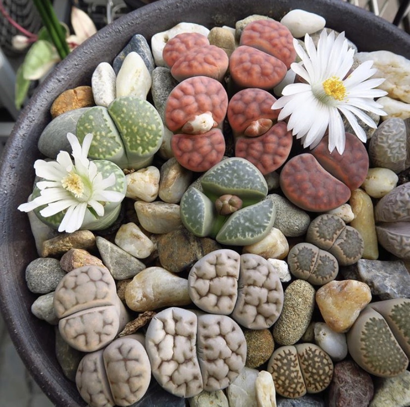 生石花怎么防止化水,生石花僵苗和休眠怎么判断