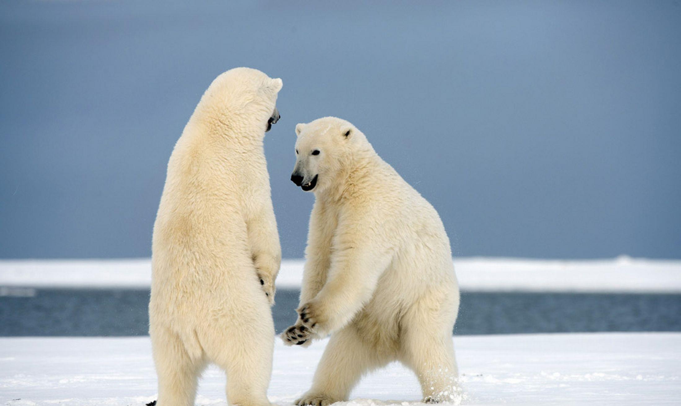 北极熊捕杀海豹的视频,北极熊捕杀海豹的真实过程