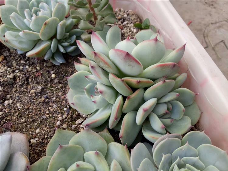 多肉怎么才能长出侧芽,多肉怎么才能爆出侧芽