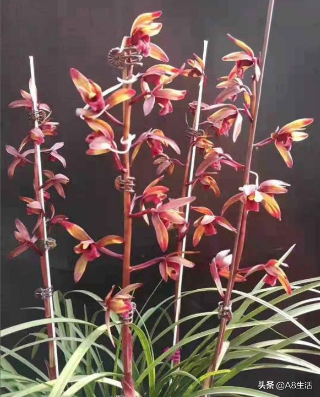 兰花蕙兰绝品传奇,每日一品茶叶